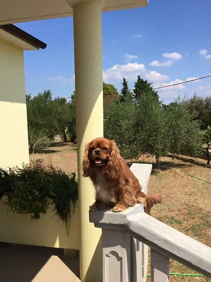 Kuca Za Odmor Dido Ive Villa Ugljan 0*,  Croatia